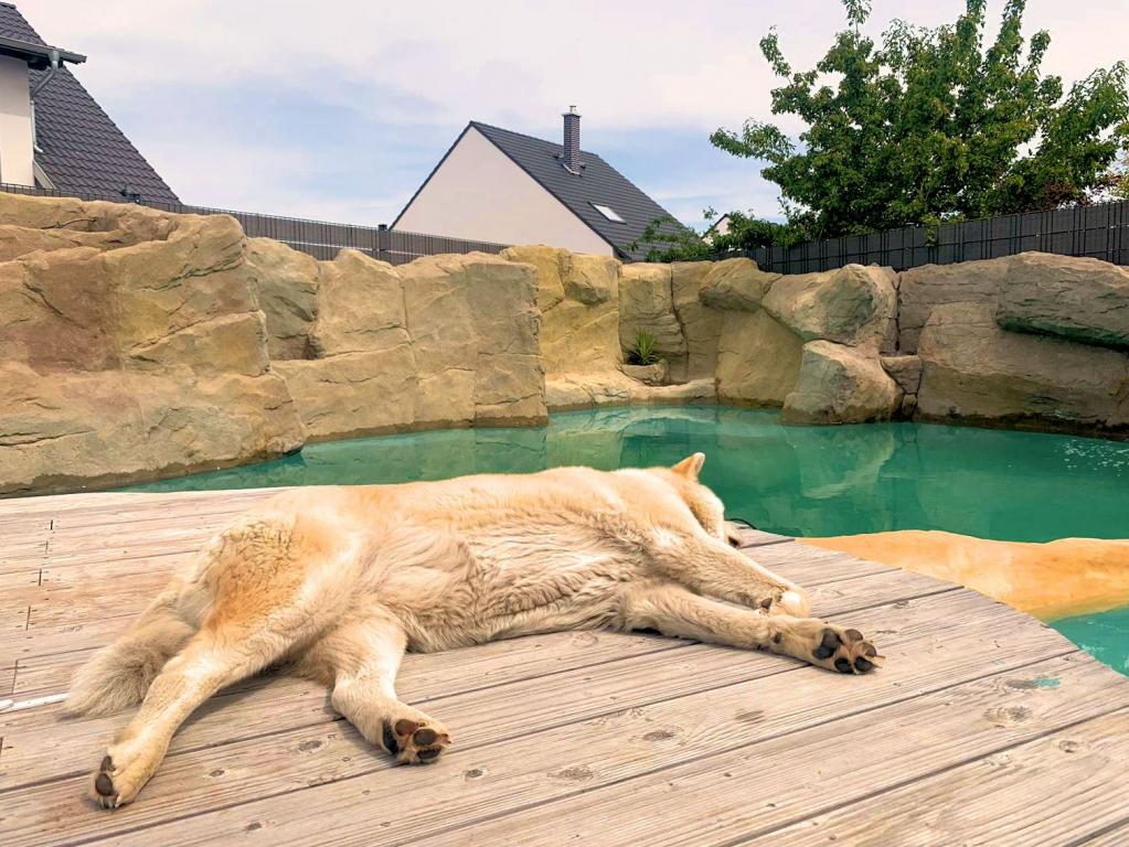 Wir errichten Kunstfelsen nach Ihren Wünschen für Ihren privaten Bereich. Kunstfelsen können zum Beispiel ein Schwimmbad optisch aufwerten. Kunstfelsen für Ihren privaten Bereich. Zum Beispiel für ein Schwimmbad.